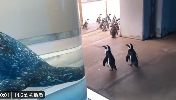 網友可以隨著影片，一起跟著企鵝逛水族館。（翻攝自横浜・八景島シーパラダイス公式 推特）