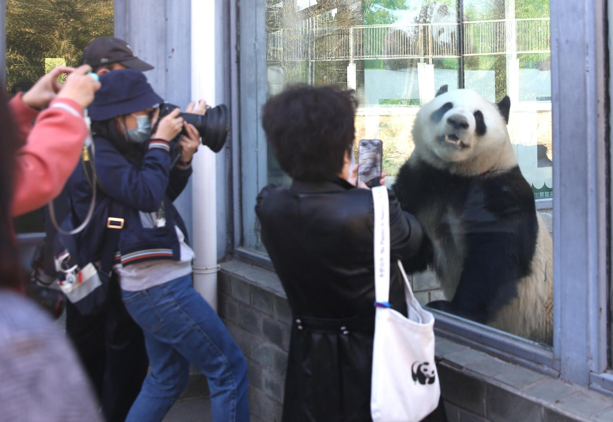 受疫情影響的北京動物園,在封園59天之後,於週一(3/23)重新開放民眾入園。(東方IC)