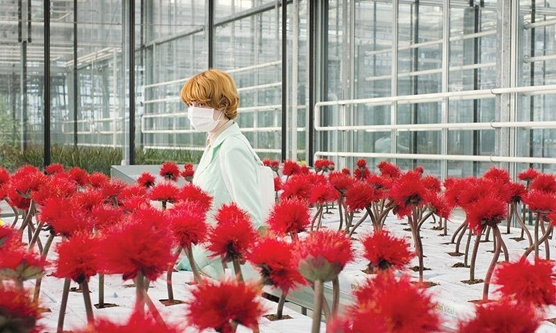 《小魔花》片中女主角戴上口罩工作，劇情設定意外符合目前社會情況。（東昊提供）