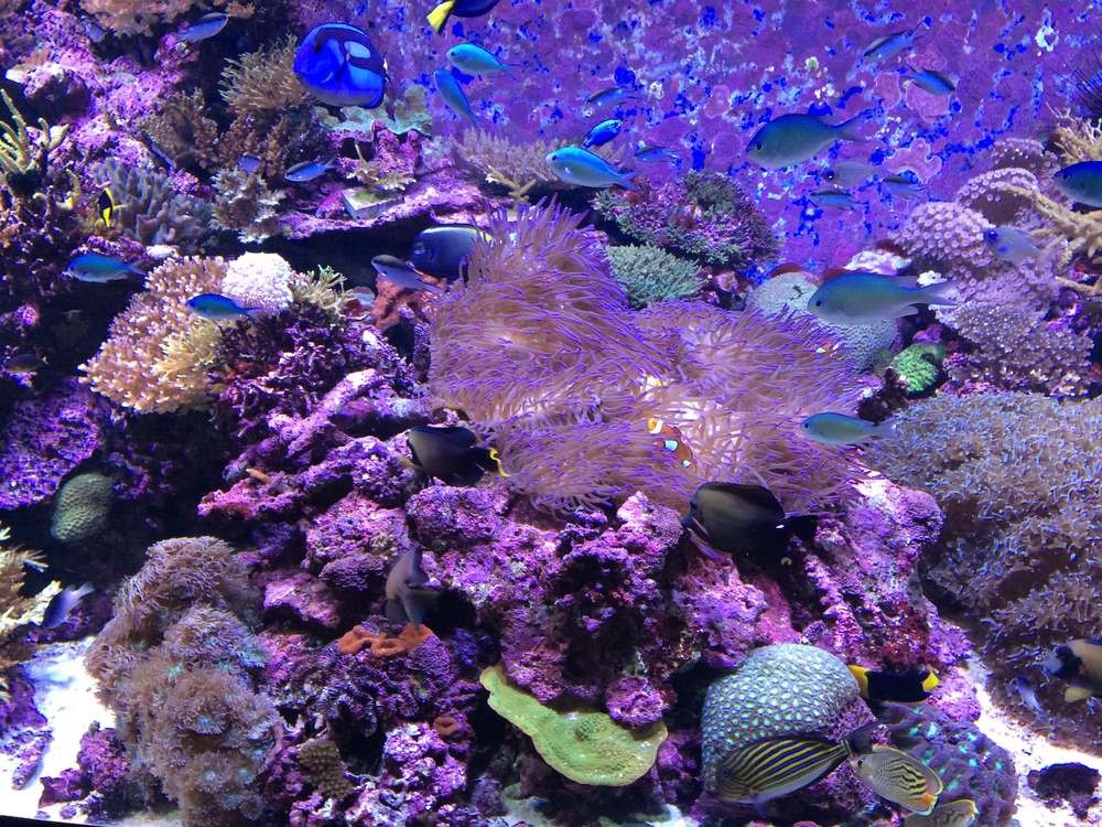 澳洲大堡礁的珊瑚礁群是珍貴的自然資產。（公視提供）