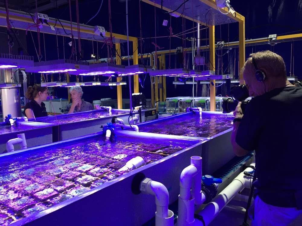 紀錄片《搶救珊瑚礁》探討搶救珊瑚礁面臨的各種問題。(公視提供)