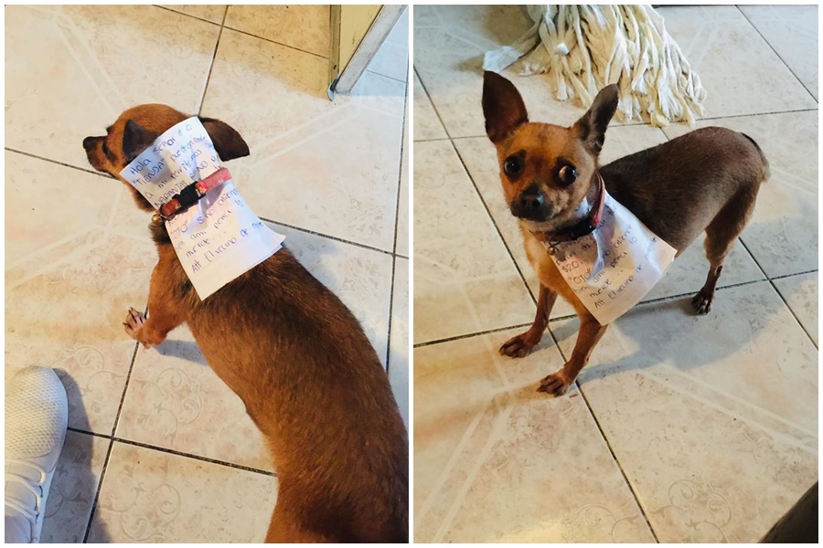 在墨西哥有民眾為了買包零食，竟出動家中愛犬。（翻攝自Antonio Muñoz臉書）