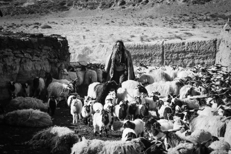 電影《塔洛》改編自萬瑪才旦的同名小說。（萬瑪才旦提供）