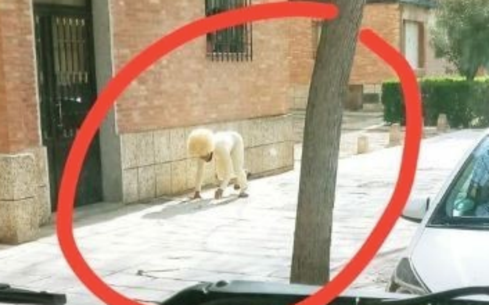 西班牙疫情擴散快，不得不實施封城，但卻把國人給悶壞了。（翻攝自推特）