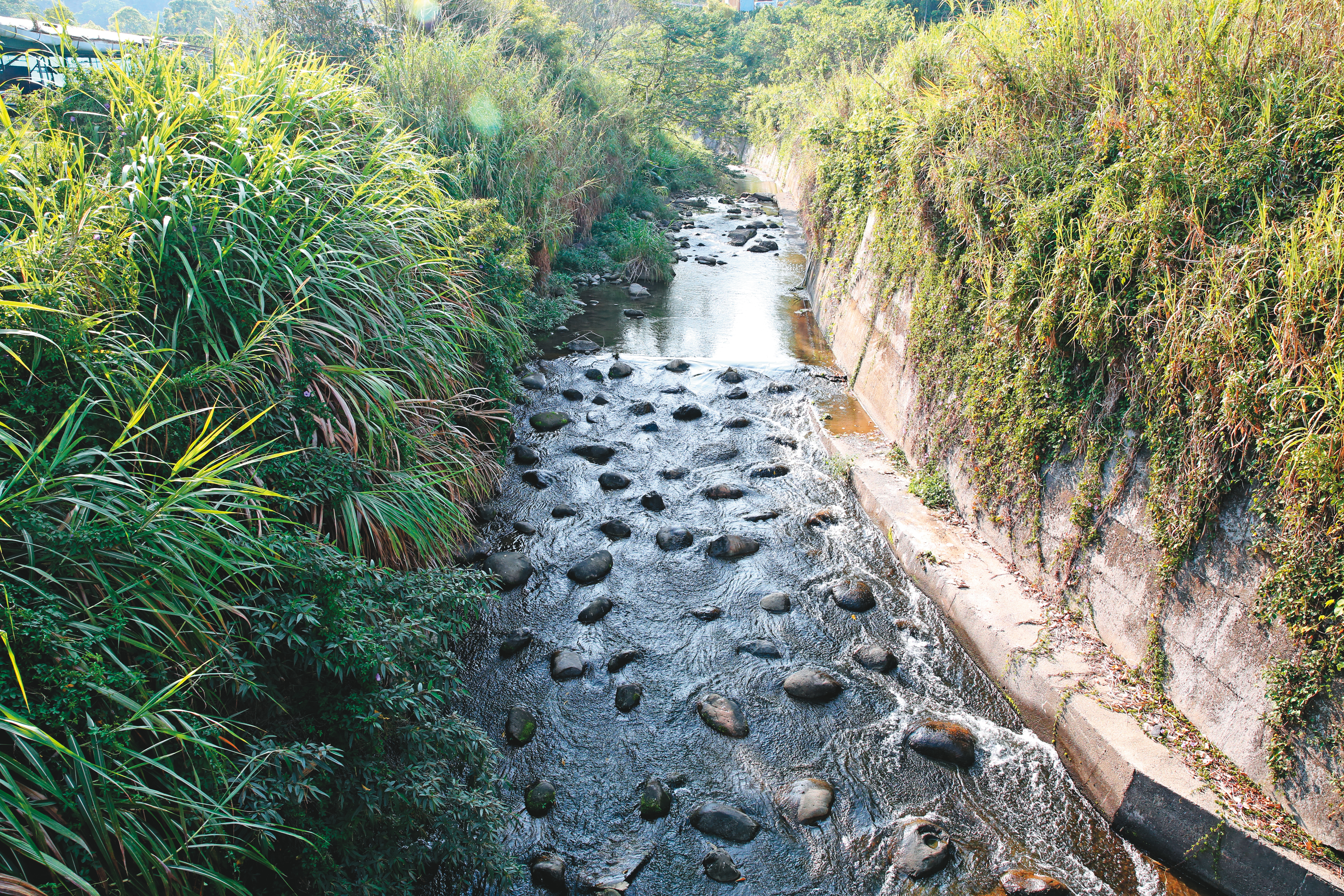 吳應弘將潘阿愛的頭顱、脊椎骨丟棄在新社鄉食水嵙溪內。