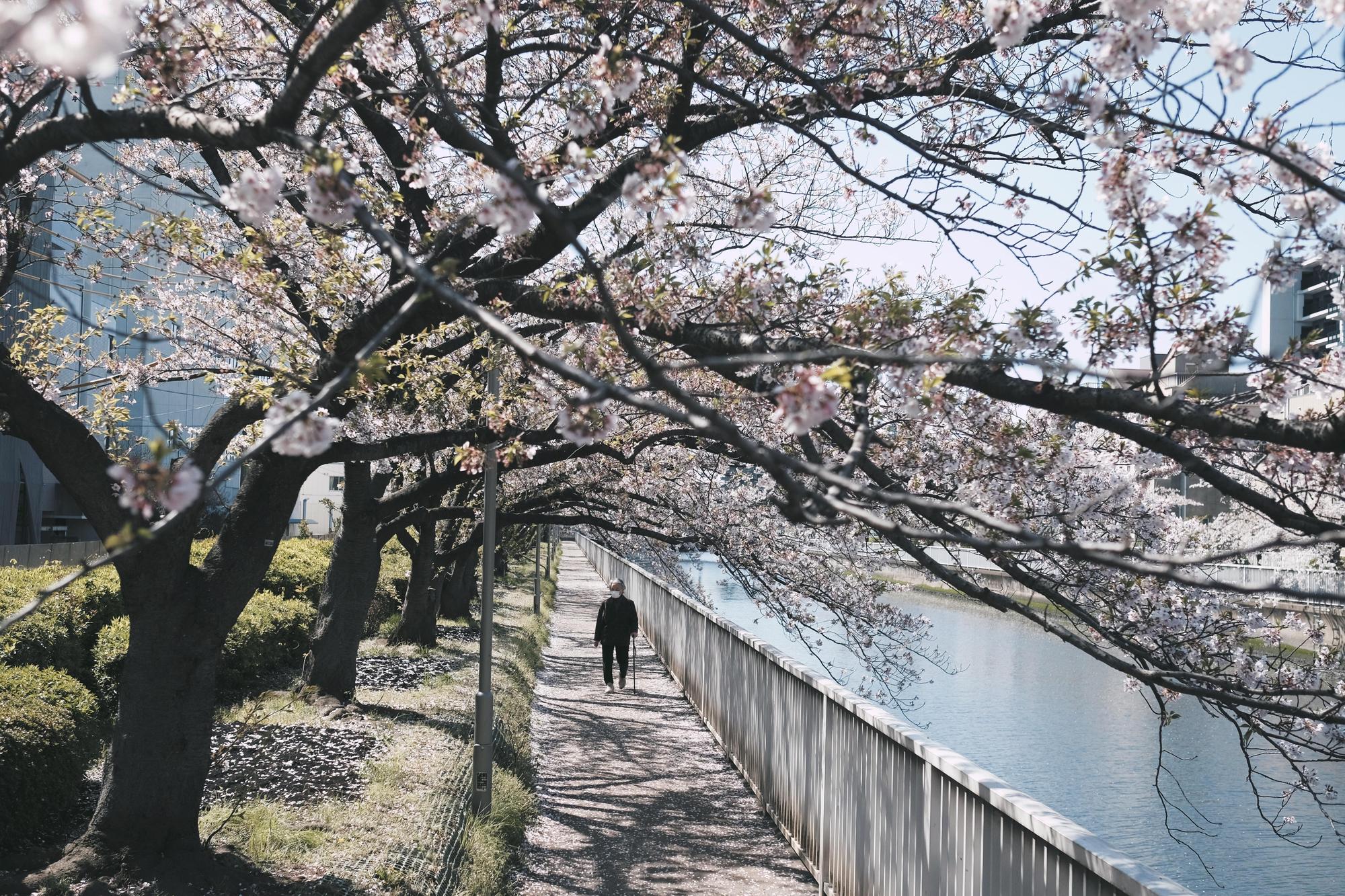 日本近日確診數大幅增加,宣佈禁止中美韓和歐洲幾乎全域國家旅客入境。(攝影師:Evgeny Tchebotarev,Pexels提供)