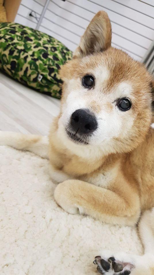 黃子佼養了18年的愛犬元氣去年走了，之前2人為了元氣能一起入鏡，還預拍了婚紗照。（翻攝自黃子佼臉書）