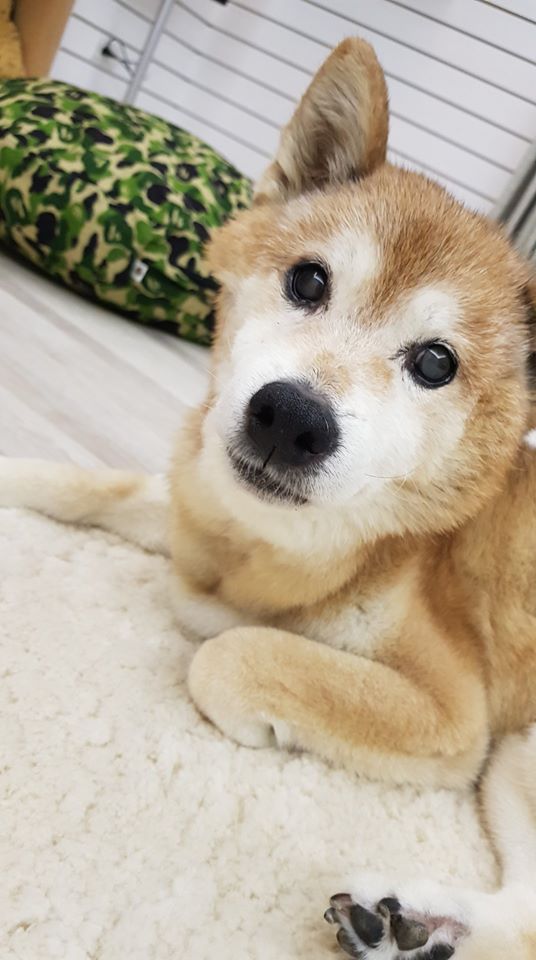 黃子佼養了18年的愛犬元氣去年走了，之前2人為了元氣能一起入鏡，還預拍了婚紗照。（翻攝自黃子佼臉書）