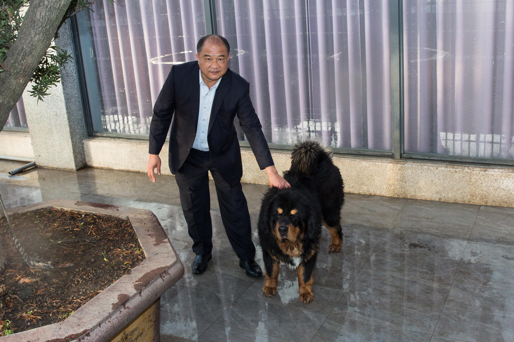 賴文祥養了2隻藏獒，黑色的Pin Pile看見主人興奮地衝上前討摸。