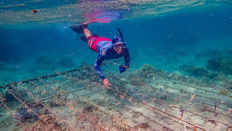 跟著珊瑚狂熱者下海，海中是整片的珊瑚苗圃。