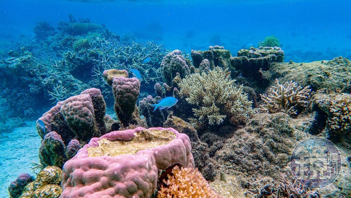 海中央各色珊瑚與魚群悠遊其中，非常非常美。