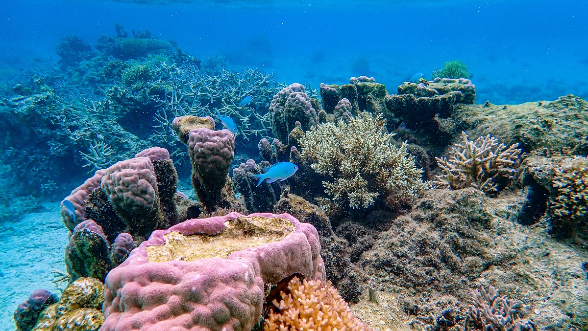 海中央各色珊瑚與魚群悠遊其中,非常非常美。