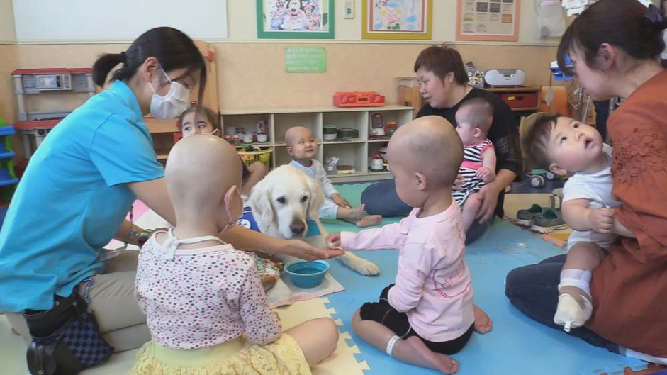 治療犬貝利多年來一直陪伴醫院的病童。(公視提供)