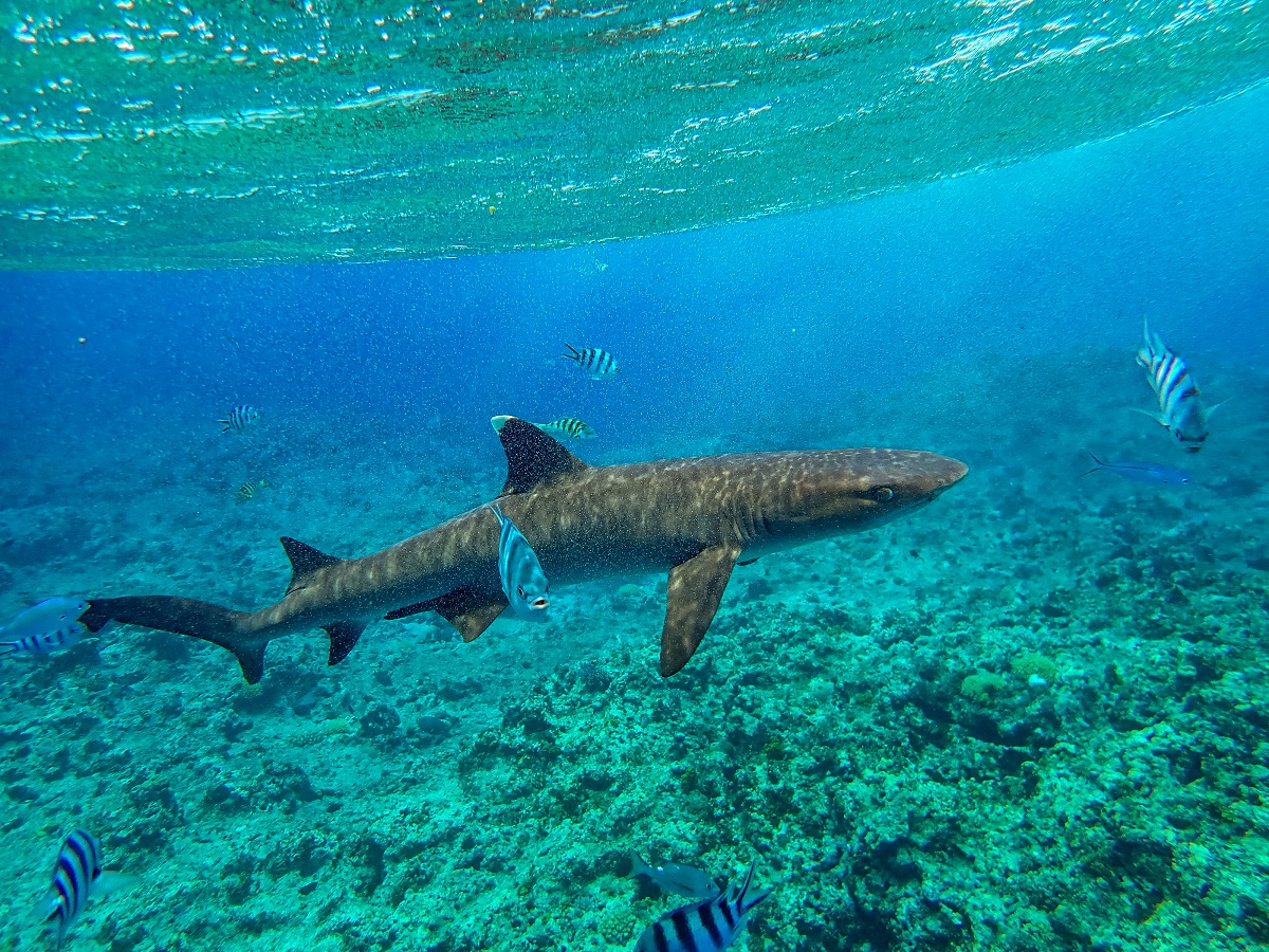 在斐濟的Kuata island，可以跟鯊魚一起游泳。