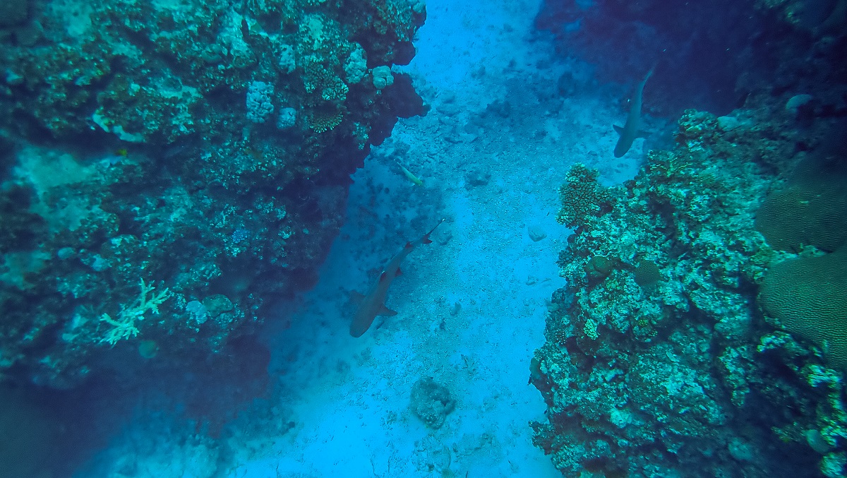 鯊魚遊在海中礁岩中央。