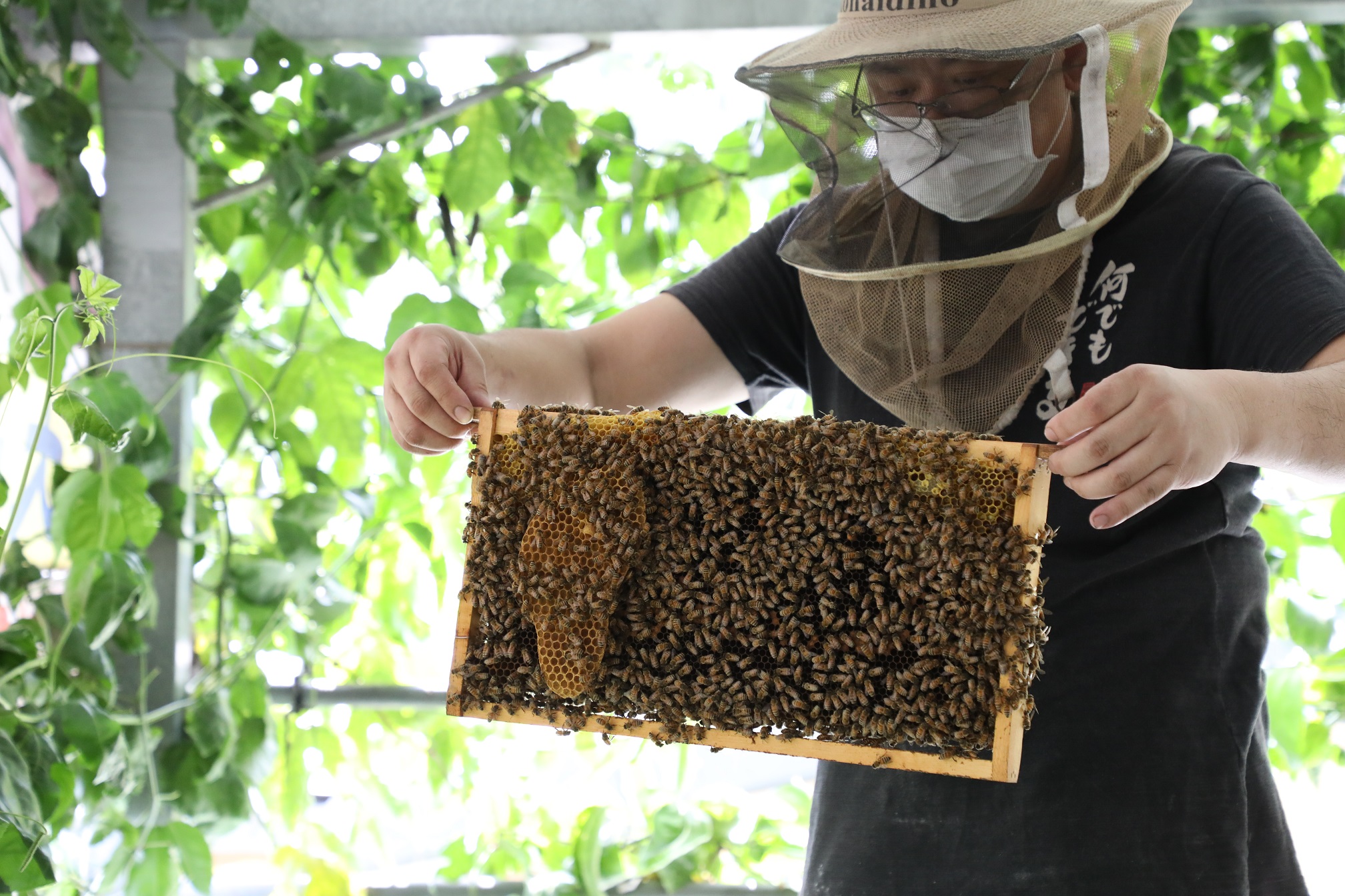 此時蜂箱內無蜜，蜜蜂仍辛勤工作。