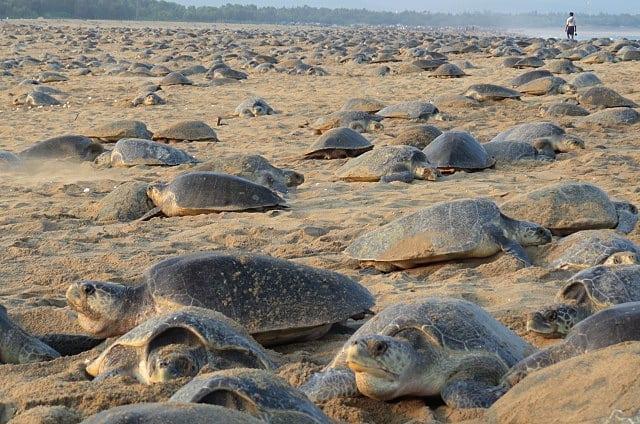 睽違7年,印度海灘在一週內瘋狂湧入32萬隻瀕危海龜上岸產卵。(翻攝自bipro_seas Instagram)