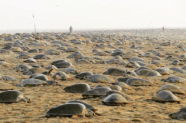 睽違7年,印度海灘在一週內瘋狂湧入32萬隻瀕危海龜上岸產卵。(翻攝自bipro_seas Instagram)