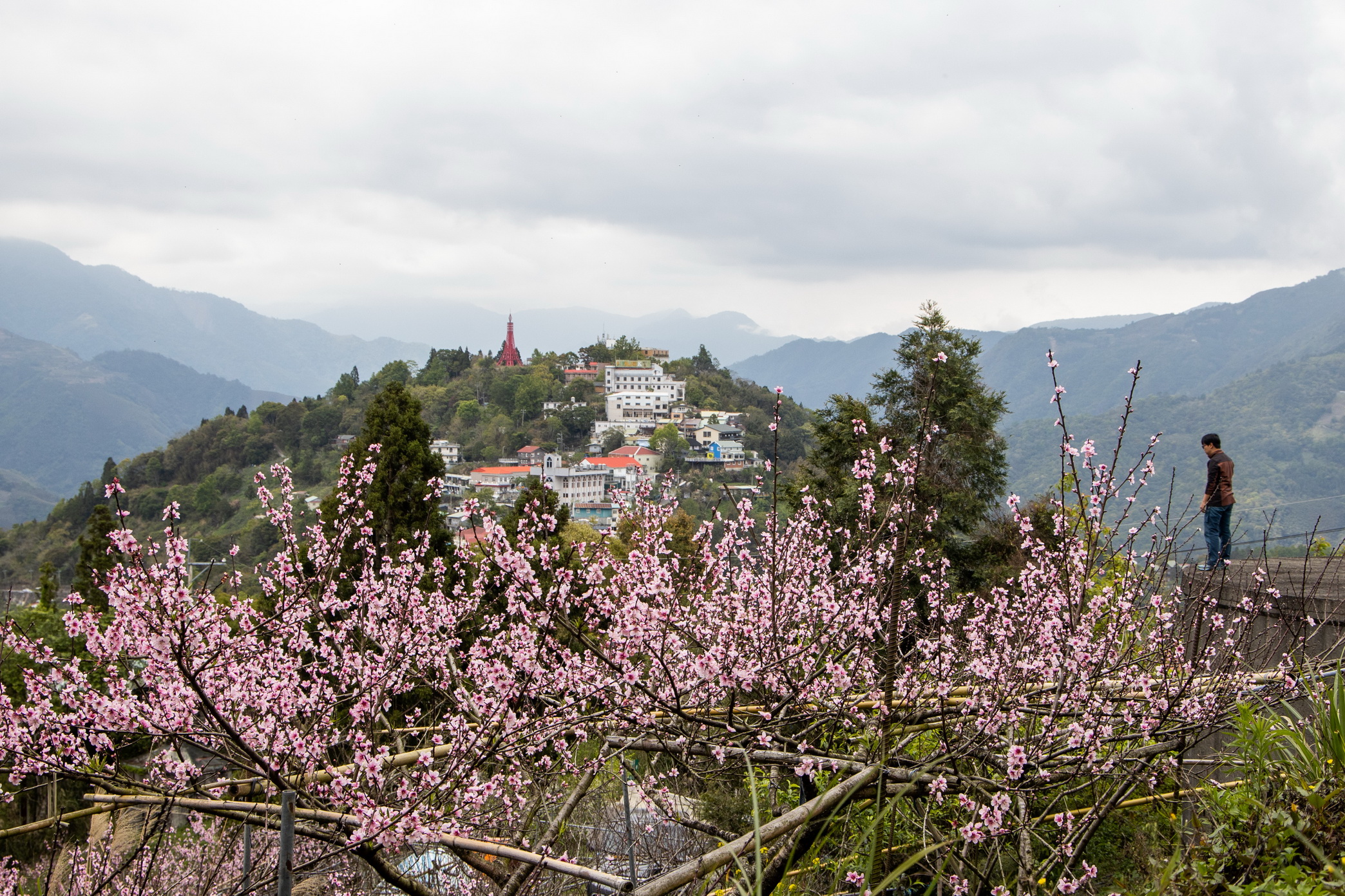 上巴陵部落有許多蜜桃園，現正值桃花盛開時刻。