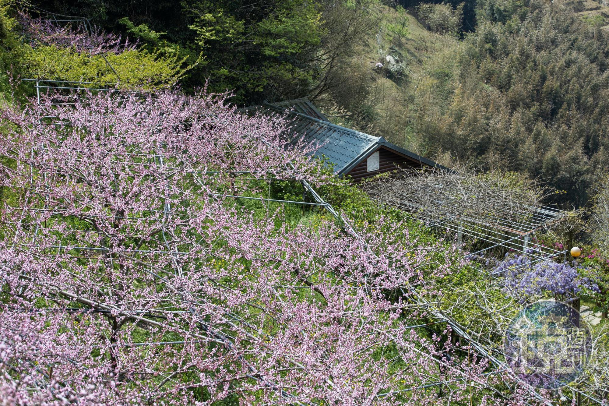 俠雲山莊的桃花也大面積盛開。
