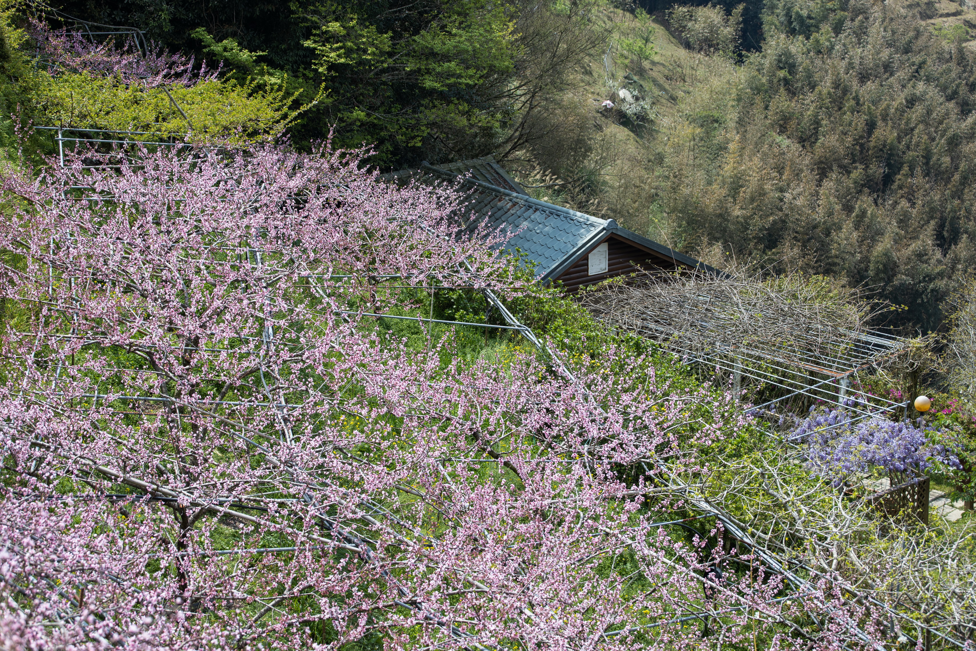 俠雲山莊的桃花也大面積盛開。
