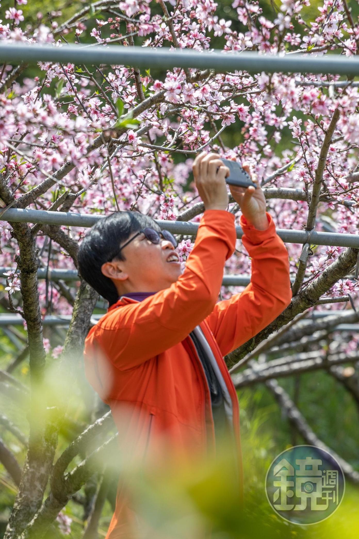 站在桃花樹下，看可否沾點桃花運。