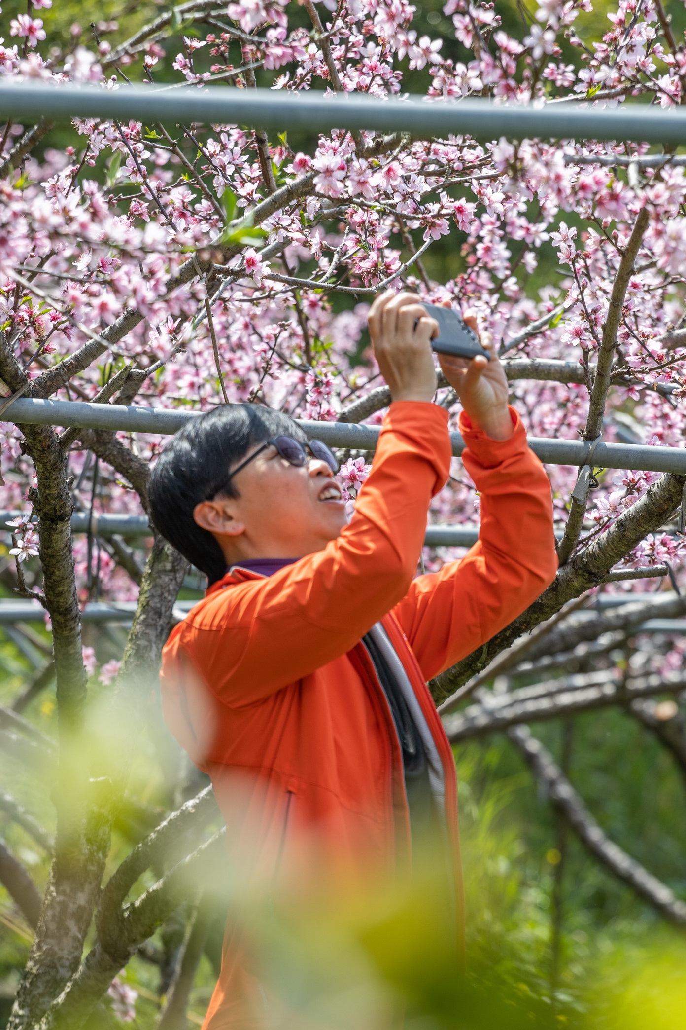 站在桃花樹下，看可否沾點桃花運。