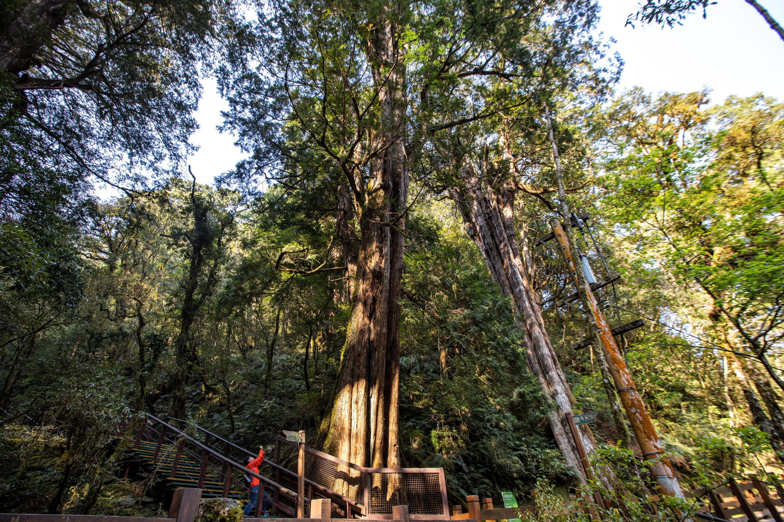 3號與4號神木比鄰而生，其他巨木也都相距不遠，是一處很密集的神木群。