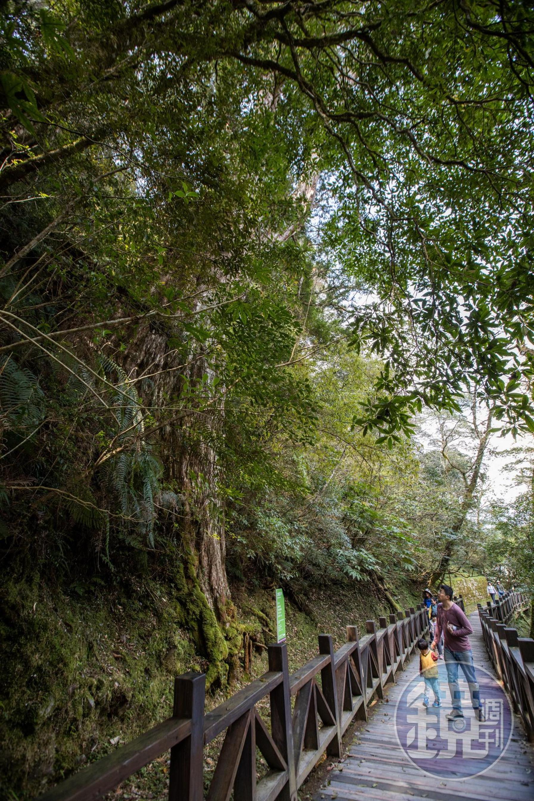 拉拉山神木群步道十分適合帶小朋友前來。