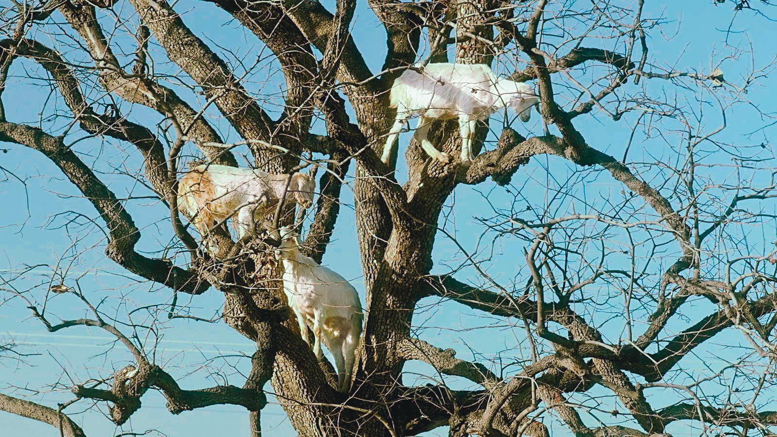 賈樟柯監製、張撼依執導的《枝繁葉茂》以魔幻風格引起影壇驚豔。（翻攝自www.hk01.com）