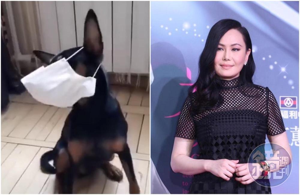 江蕙在臉書上傳一段狗狗戴口罩的爆笑影片。（翻攝自江蕙臉書）
