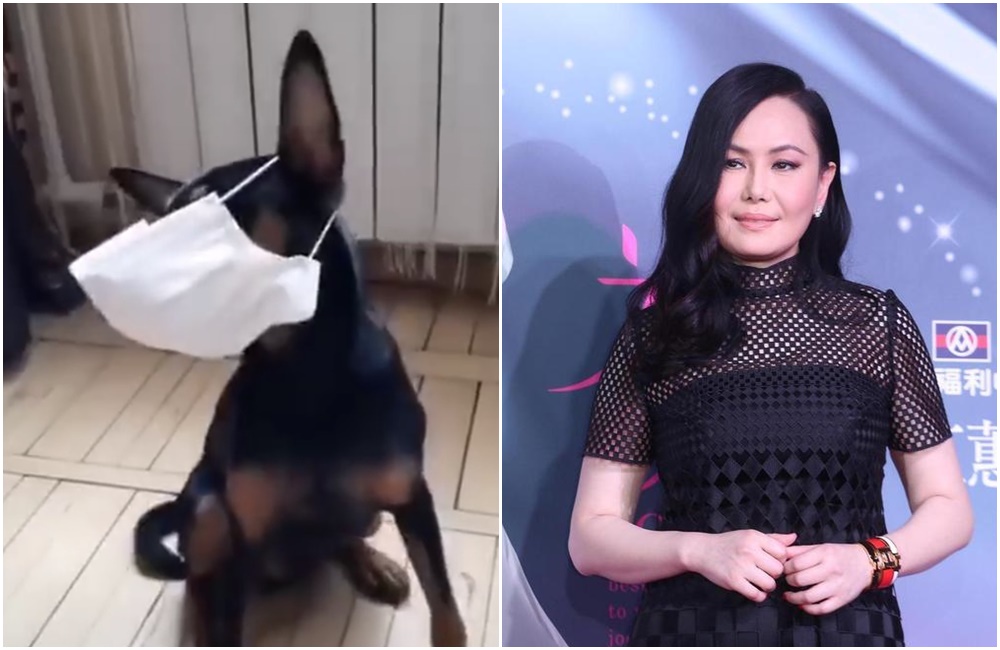 江蕙在臉書上傳一段狗狗戴口罩的爆笑影片。（翻攝自江蕙臉書）