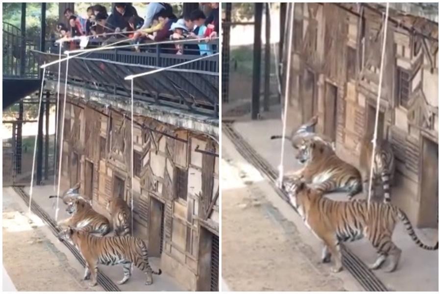 中國雲南省昆明市一處野生動物園提供遊客「釣老虎」。(翻攝自網路)