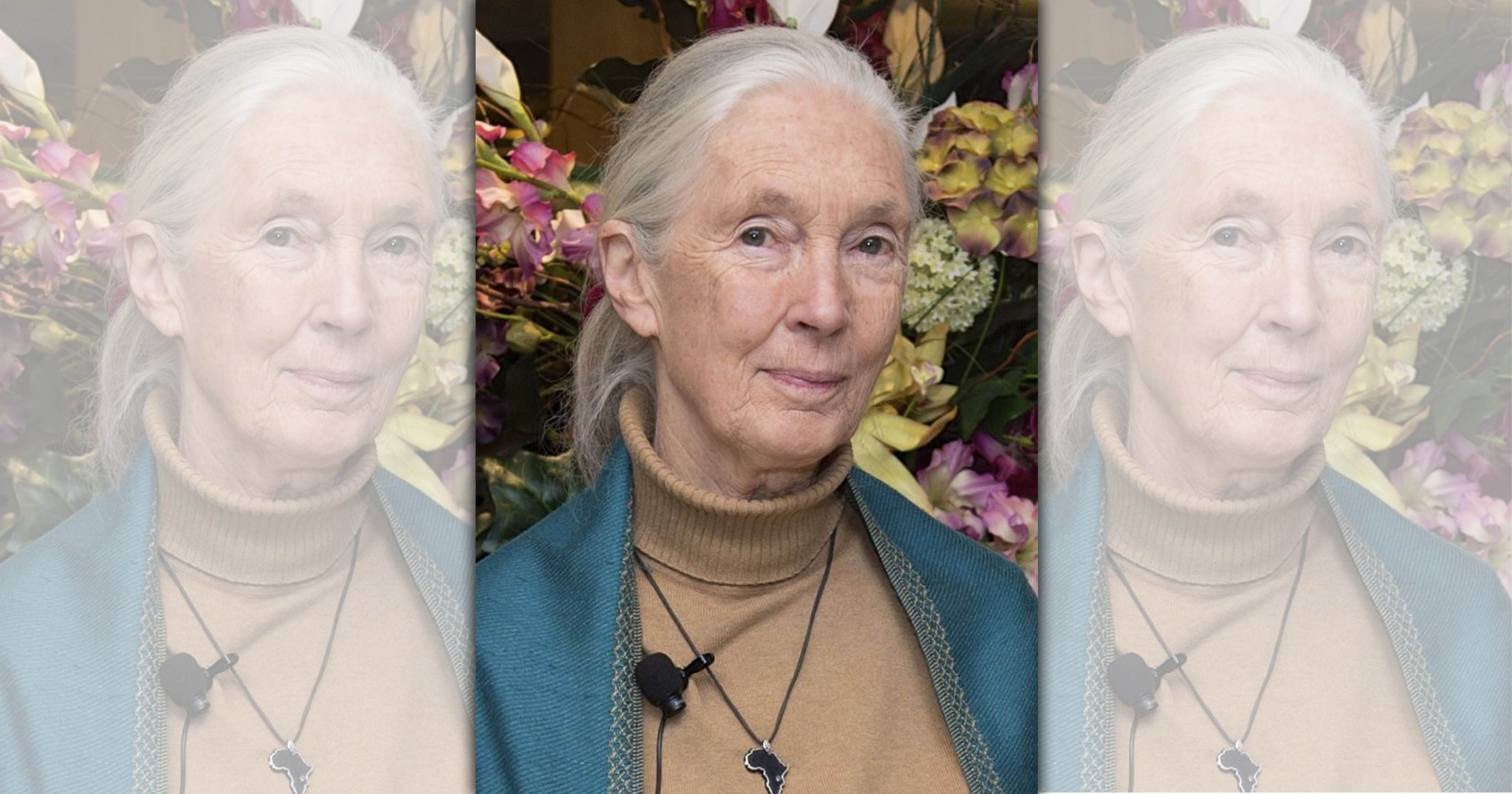 英國靈長類動物學家珍古德呼籲全面立法停止跨境野生動物販運。（翻攝自維基百科）