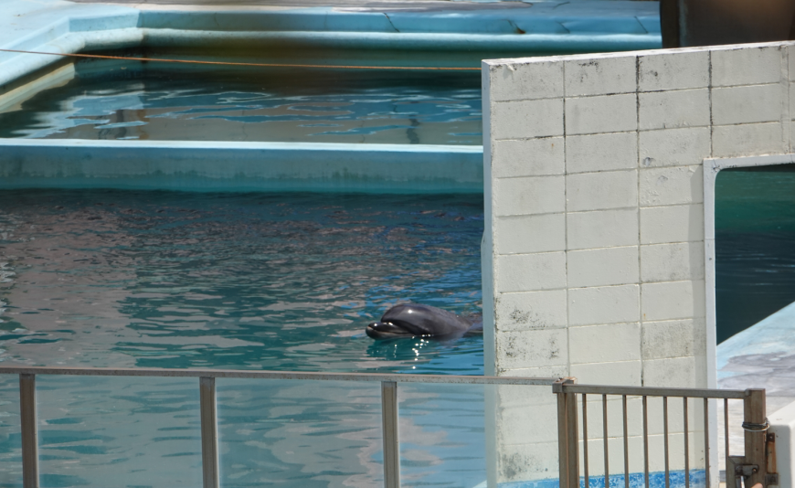 日本寬吻海豚「Honey」上月底死於阻塞性腸炎。(Dolphin project官網)
