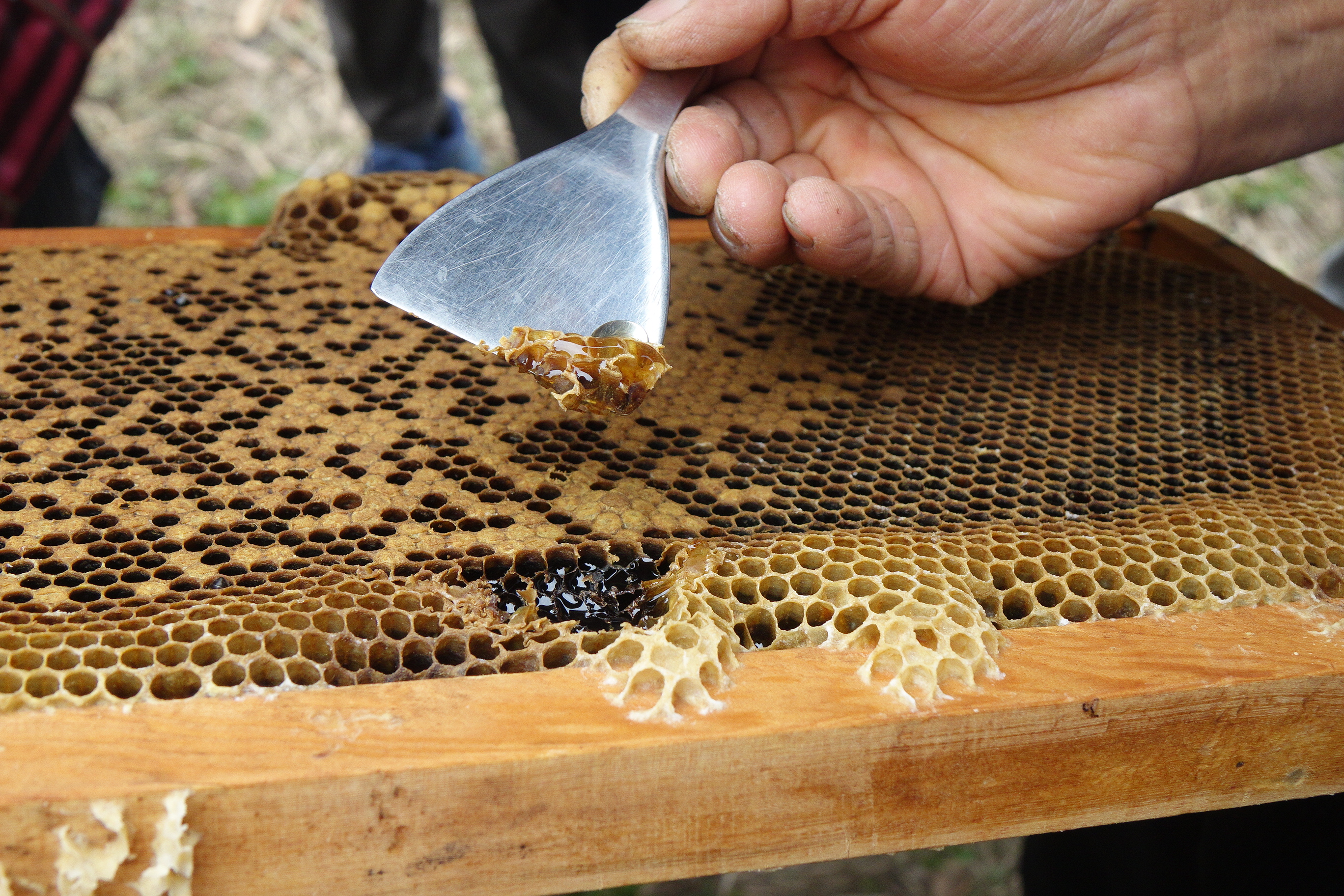 遊牧式生活的養蜂人，從蜂巢裡取出今年春天鮮採的龍眼蜜。