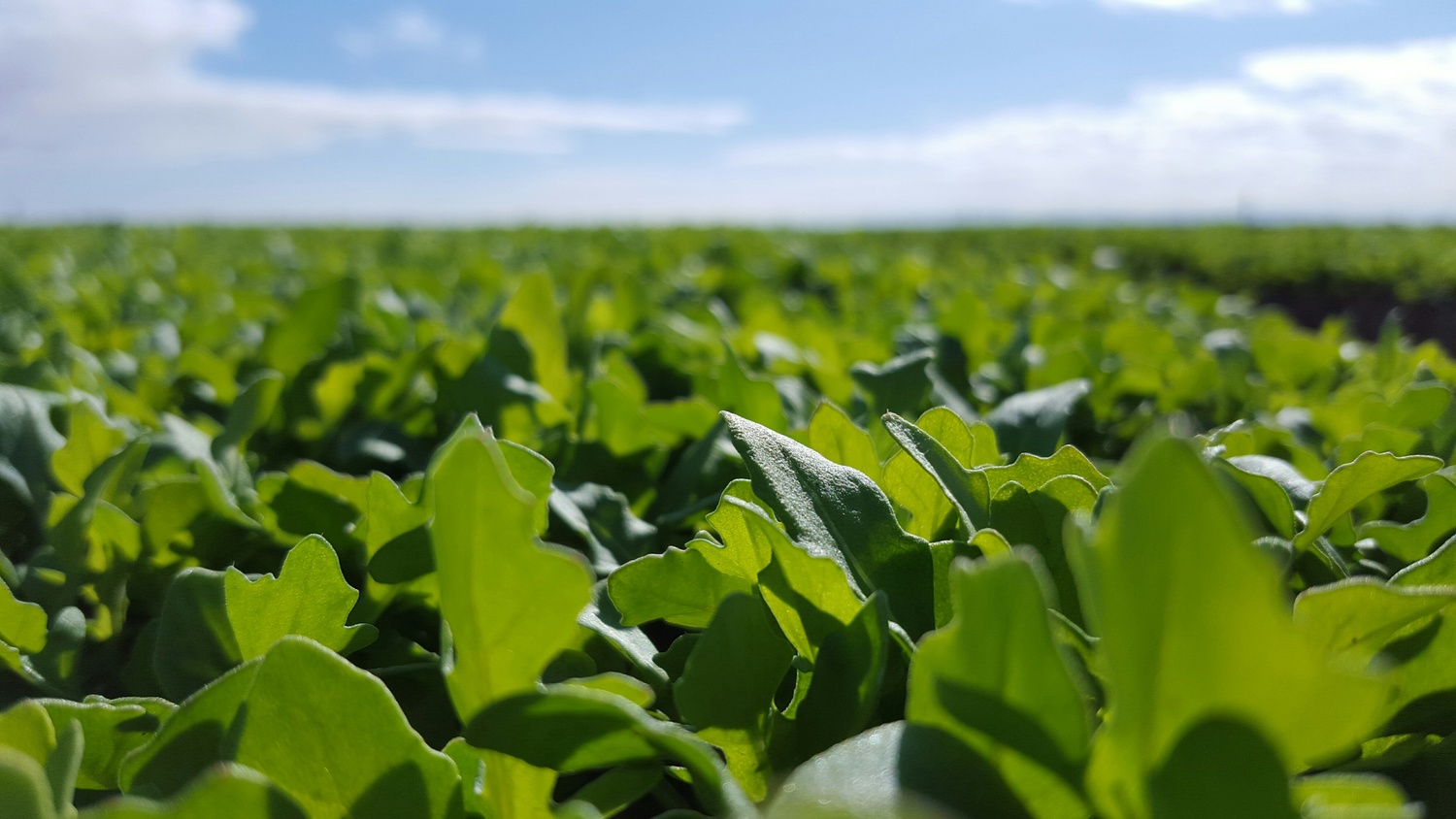 位於加州的維西農場因疫情衝擊，只好銷毀農作物。（翻攝自https://www.vessey.com/）