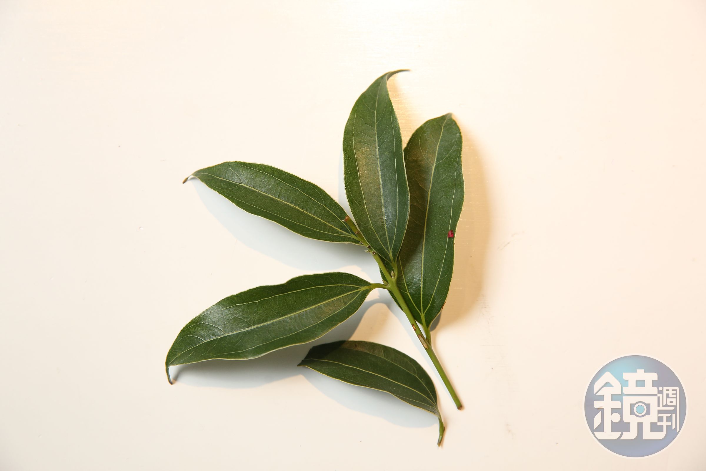 李俊頡用於料理和茶飲的野草，都是台灣常見的種類，如台灣紫蘇、土肉桂葉、咸豐草和魚腥草等。圖為台灣土肉桂葉。