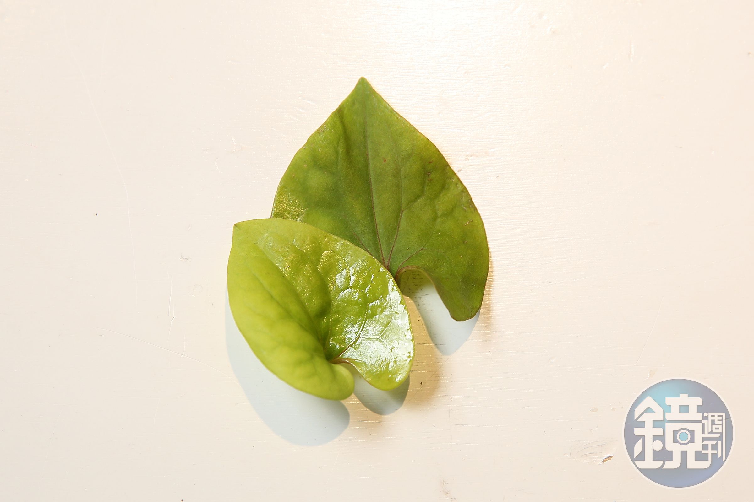 李俊頡用於料理和茶飲的野草，都是台灣常見的種類，如台灣土肉桂葉、咸豐草和魚腥草等。圖為魚腥草。