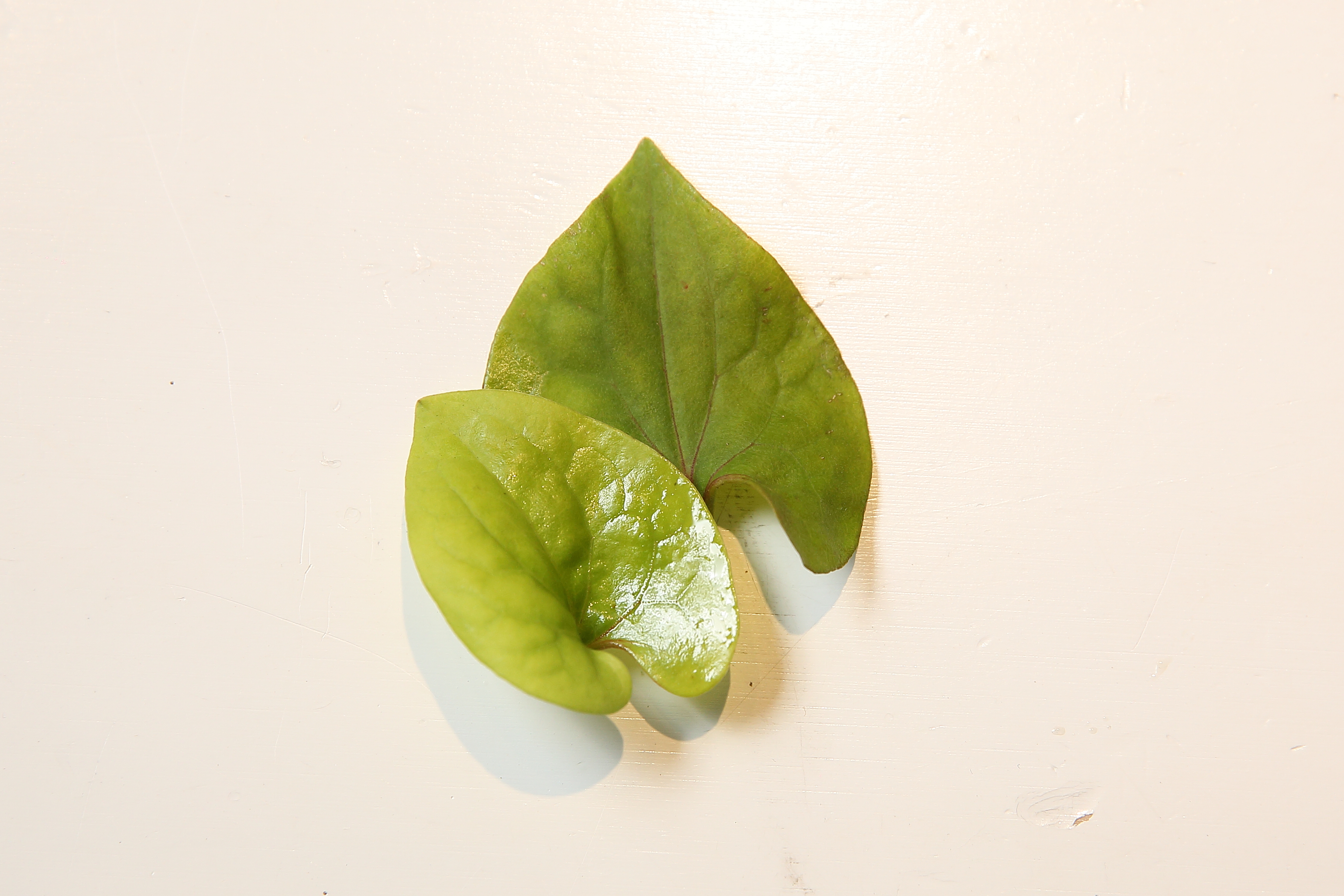 李俊頡用於料理和茶飲的野草，都是台灣常見的種類，如台灣土肉桂葉、咸豐草和魚腥草等。圖為魚腥草。