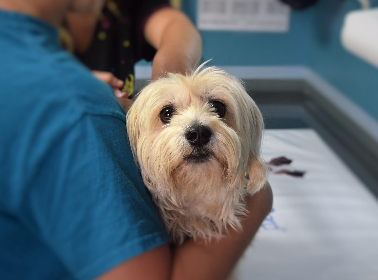 26歲的台大獸醫透露自己去年得知繼承了約2億的遺產，讓他生活頓失成就感。圖為示意圖，非新聞當事人（pixabay／jaminriverside）