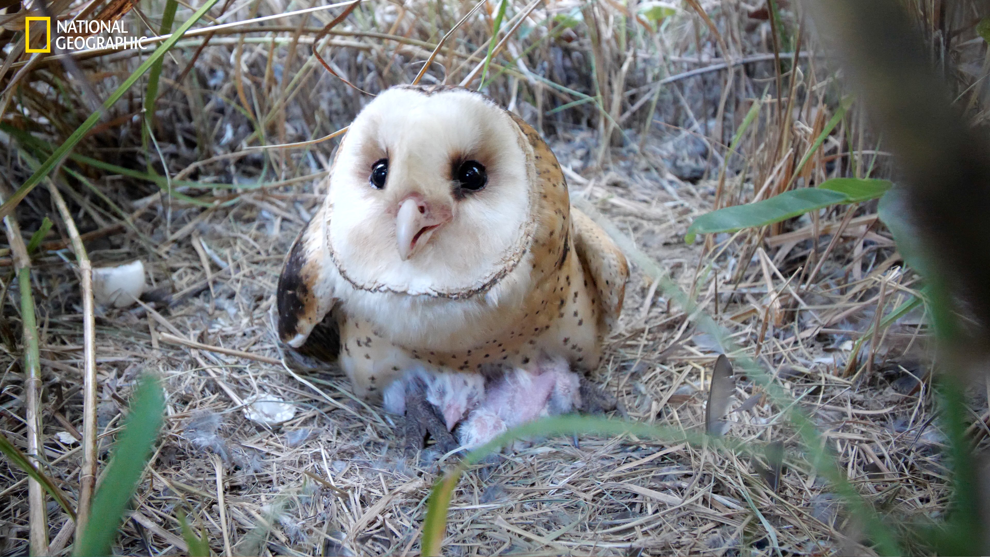 臺灣草鴞是唯一住在草叢裡的草生性貓頭鷹，目前在臺灣僅剩下500多隻，已頻臨絕種。（國家地理提供）