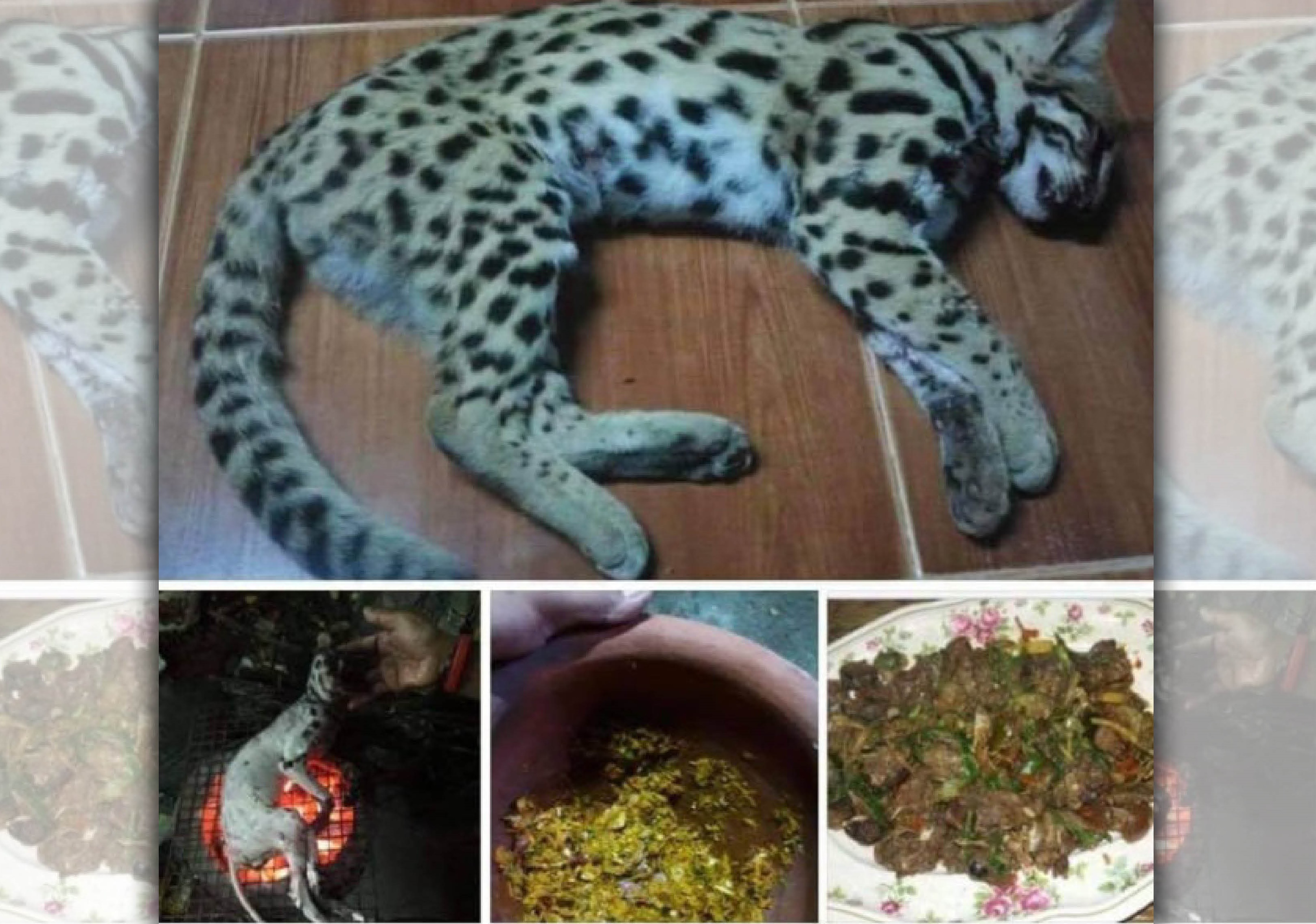 泰國一名女子將幼年石虎煮來吃，遭當地警方逮捕。（翻攝自網路）