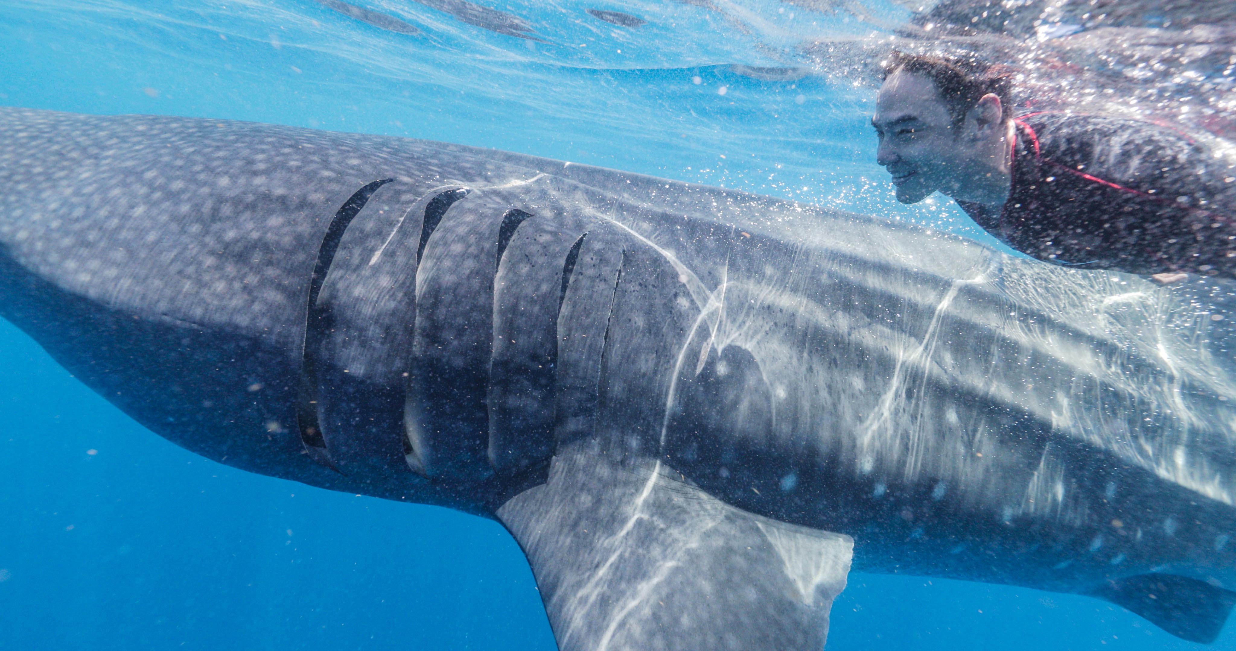 阮經天飛到墨西哥，為了和鯨鯊見一面。（wildaid提供）