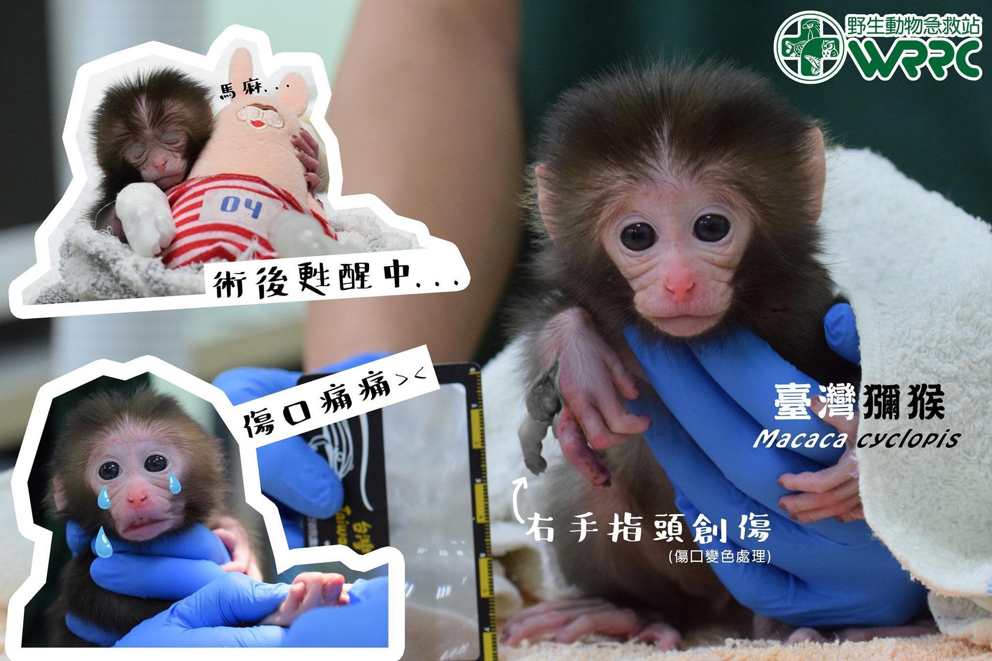 驚傳山區工寮內宰殺烹煮母猴，猴寶寶獲救送野生動物急救站救治。（翻攝自野生動物急救站臉書）