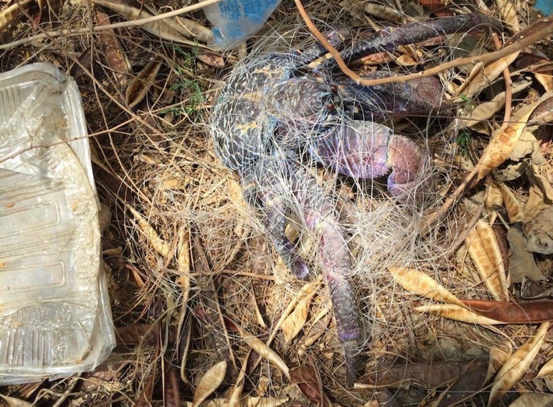 保育類的甲殼類動物「椰子蟹」被發現遭纏在漁網中動彈不得。（海巡署提供）