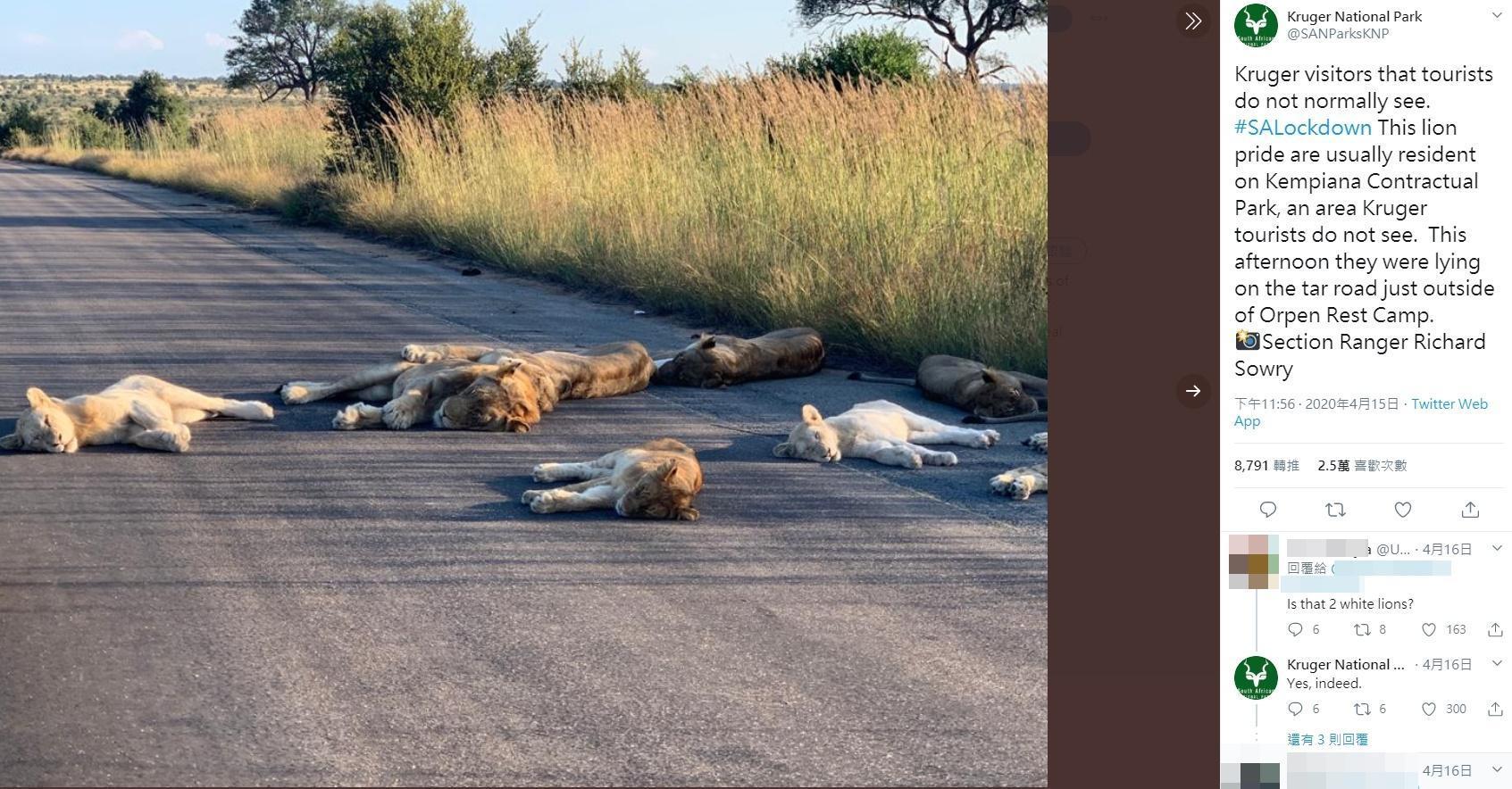 南非克魯格國家公園因封鎖令而關閉,一群獅子恣意躺在公園道路中間睡午覺。(翻攝Kruger National Park推特)