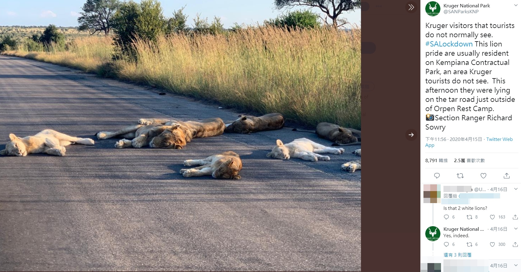 南非克魯格國家公園因封鎖令而關閉,一群獅子恣意躺在公園道路中間睡午覺。(翻攝Kruger National Park推特)