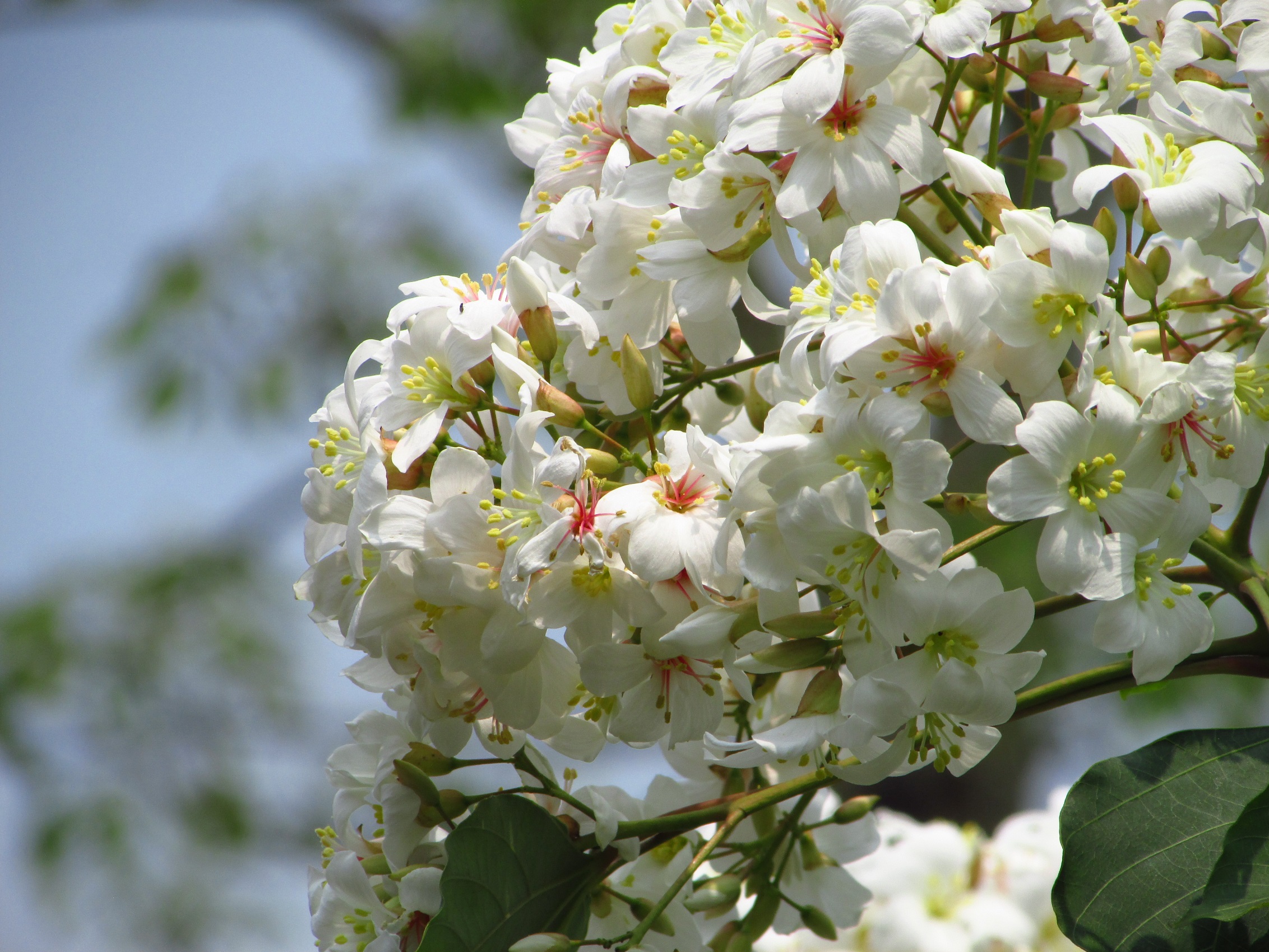 皐月盆栽 雪中の松 花は白 （挿し木して５５年以上） - 盆栽