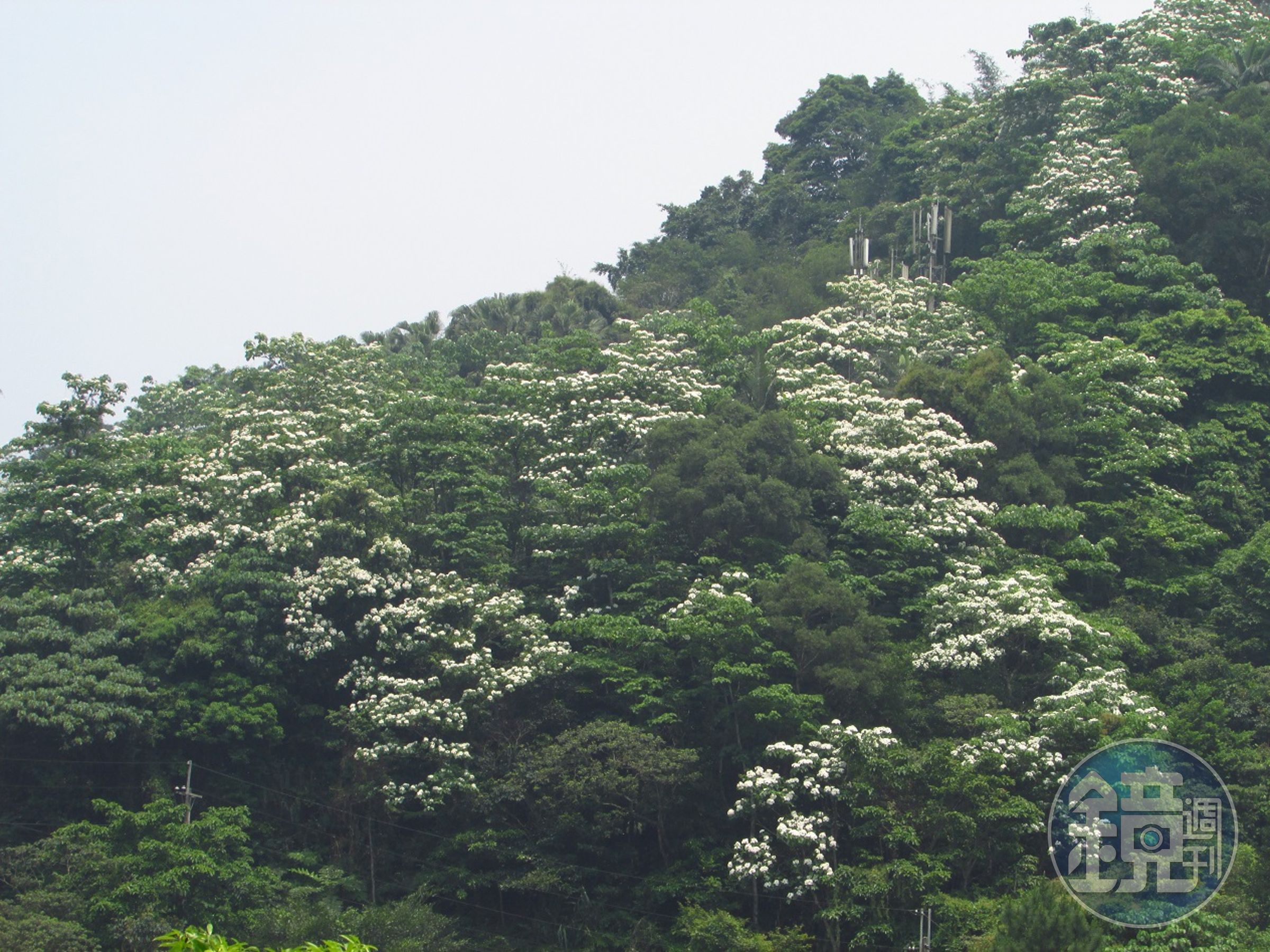 滿山的油桐花海。